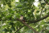 Great Spotted Woodpecker in tree tops above nest hole