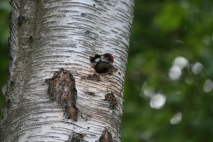 Great Spotted Woodpecker chick "mum, mum where are you I'm hungry , mmuumm !!
