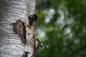 Great Spotted Woodpecker chick head poking out waiting for parent to fed it.