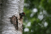 Woodpecker chick poking its head out of the nest hole.