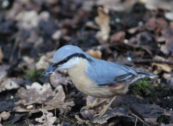 Nuthatch Grabbing some sunflower seeds, in a cold winter.
