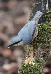Nuthatch pose, coming down tree.