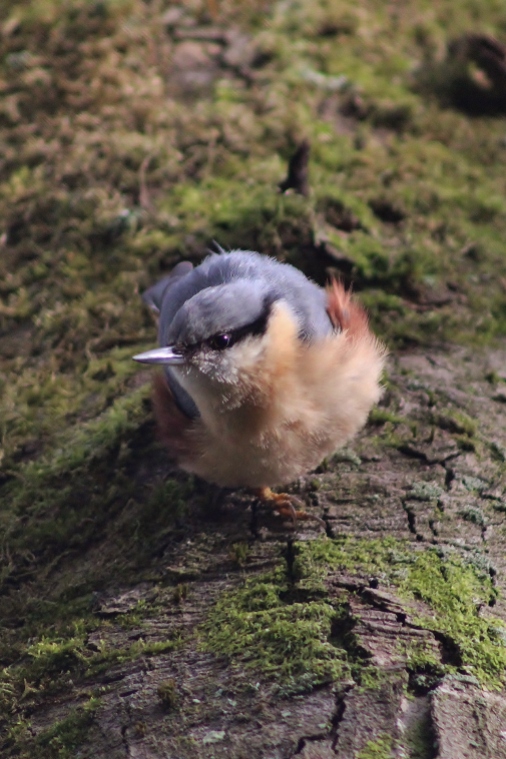 Nuthatch coming down the tree, Feather fluffed.